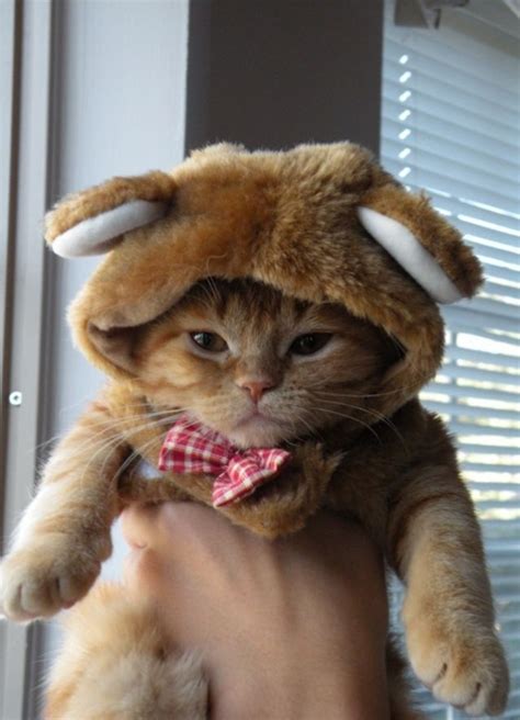 16 People Dressed Up As Animals In Costume | Pet costumes, Cats, Halloween cat