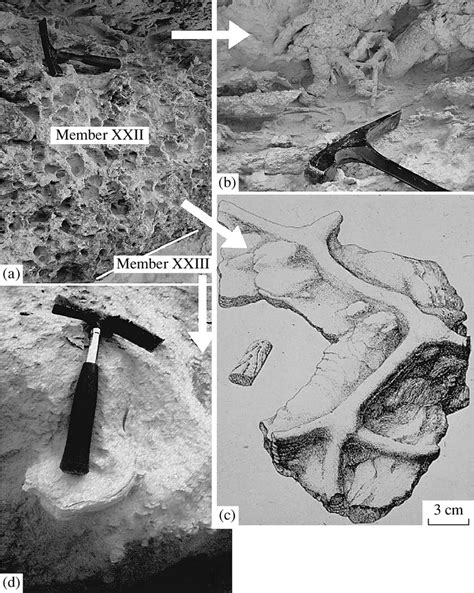 Structural and paleontologic characteristics of terminal Maastrichtian... | Download Scientific ...