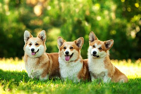 Corgi Dog Breed Information, Images, Characteristics, Health