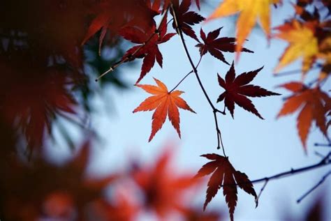 Varieties of Autumn Leaves in Japan - SNOW MONKEY RESORTS