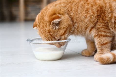 Cute Scottish Fold Cat Drinking Milk at Home Stock Photo - Image of ...