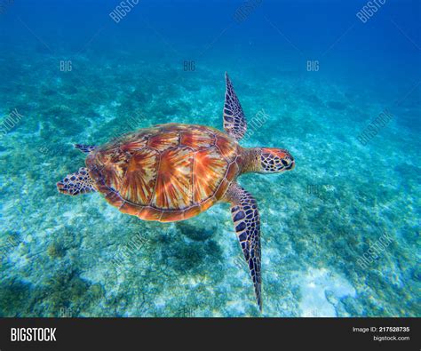 Sea Turtle Closeup Sea Image & Photo (Free Trial) | Bigstock