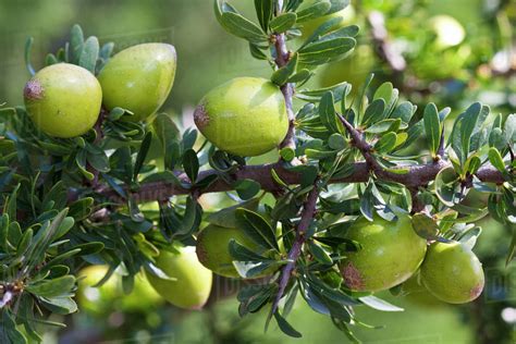 Argan tree (Argania spinosa) fruits, cultivated plant, endemic to ...