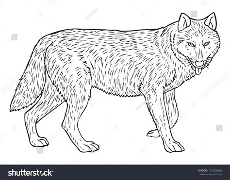 Wolf Line Vector Illustration Isolated On Stock Vector (Royalty Free) 1929003686 | Shutterstock