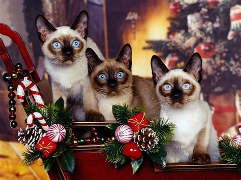 Siamese Cat Wallpapers - Wallpaper Cave