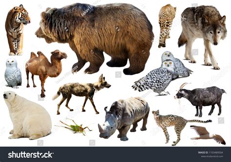 Set Various Asian Isolated Wild Animals Stock Photo 1103489504 | Shutterstock