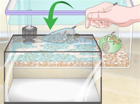 3 Ways to Care for African Dwarf Frogs - wikiHow