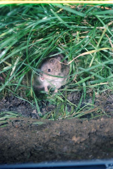 Homemade Repellents for Voles | Hunker