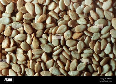 sesamum, sesame (Sesamum indicum), seeds Stock Photo - Alamy