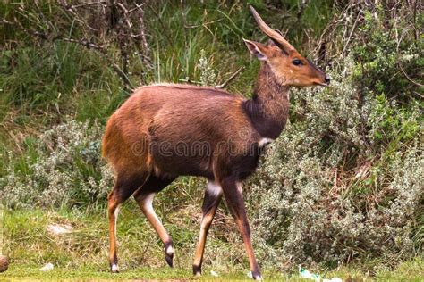 Bushbuck Antelope. the Beauty in the Wild. Kenya, Aberdare Stock Photo ...