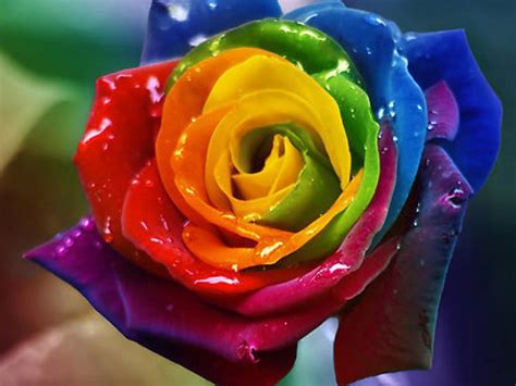 Rainbow Rose Wallpapers - Wallpaper Cave