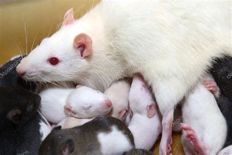 Rat family — Stock Photo © shcheglov #1962979