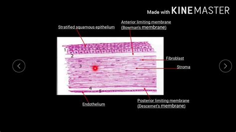 Sclera Histology Labeled