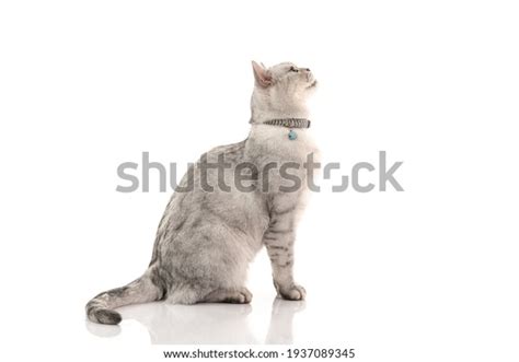 21,370 Cat Side View Stock Photos, Images & Photography | Shutterstock