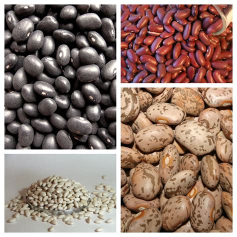 Beans Around the World | Bean Institute