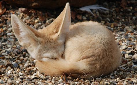 Sleeping Fennec. by Rabid-Coot on DeviantArt