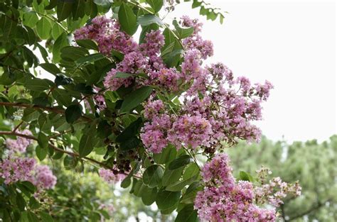 A Guide To Crepe Myrtle Varieties