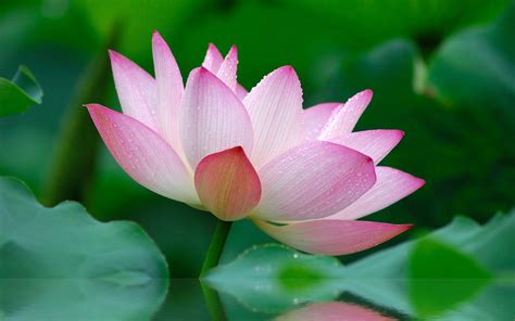 Zen Lotus Flower Pink Wallpapers - Top Free Zen Lotus Flower Pink ...