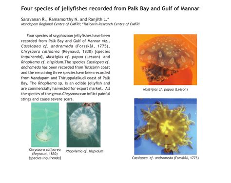 (PDF) Four species of jellyfishes recorded from Palk Bay and Gulf of Mannar.