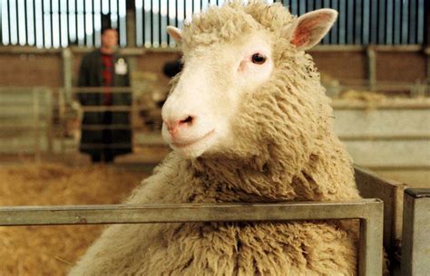 U.K. biologist who helped create cloned sheep Dolly, dies | CTV News