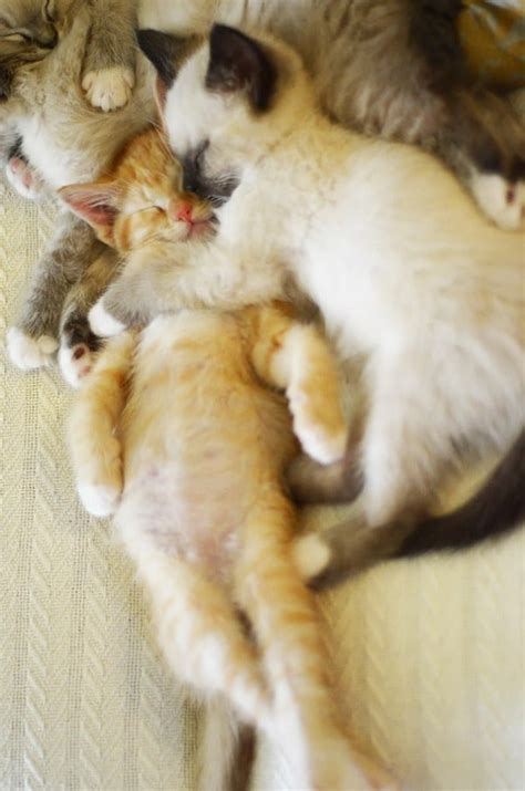 17 Super Cute Sleeping Kittens That Will Make You Want To Take A Nap