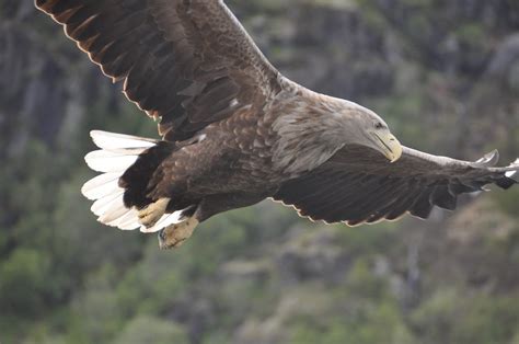 White tailed eagle - Trollfjord, Norway | We saw at least a … | Flickr