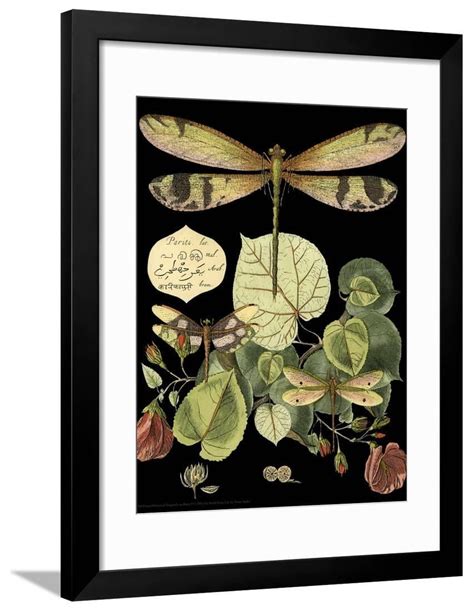 Whimsical Dragonfly on Black II Framed Print Wall Art By Vision Studio - Walmart.com