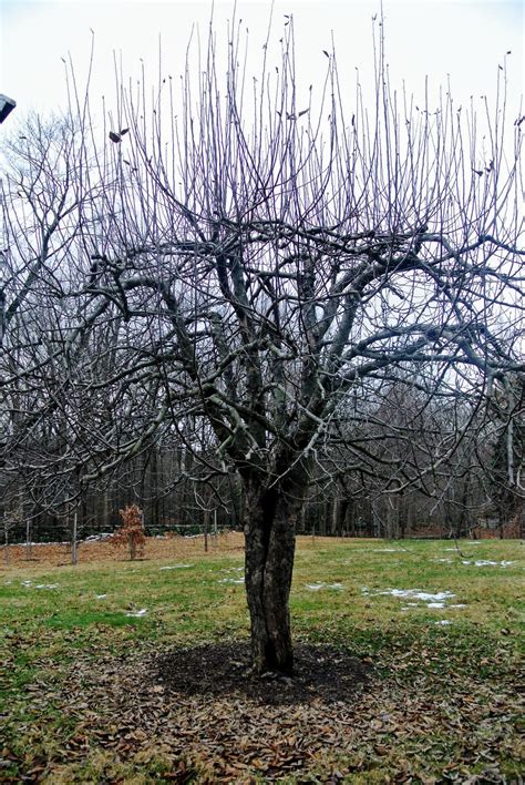 Pruning My Apple and Pear Trees at the Farm - The Martha Stewart Blog