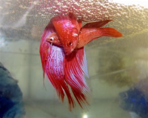 Le poisson Combattant, Combattant du Siam, ou Betta splendens, un chevalier d’eau douce soucieux ...