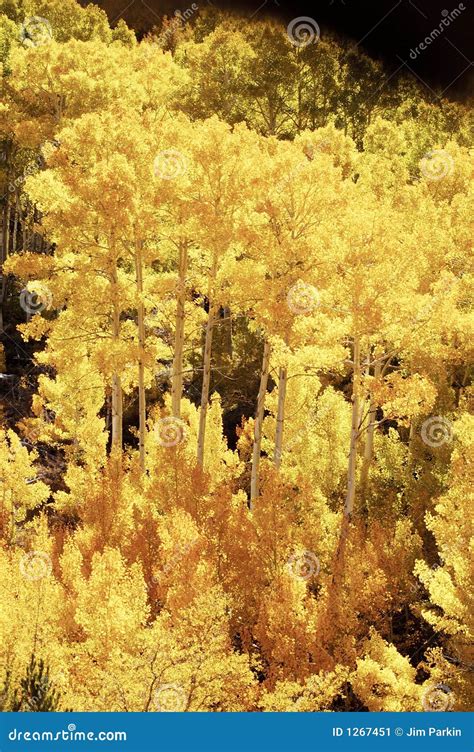 Aspen, Fall Colors 6 stock image. Image of season, california - 1267451