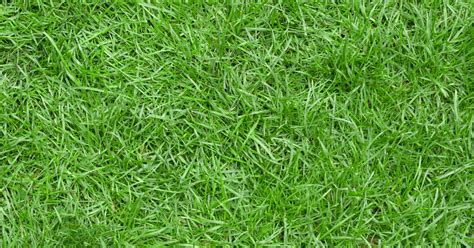 All You Need to Know About Zoysia Grass