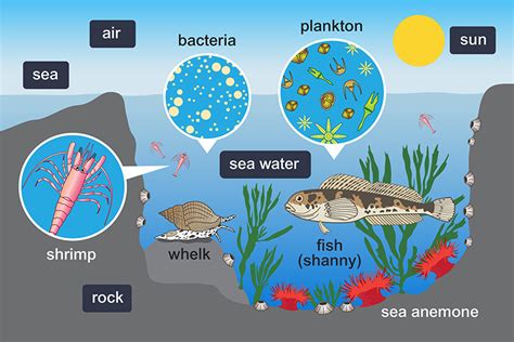 Healthy Ecosystems | LEARNZ