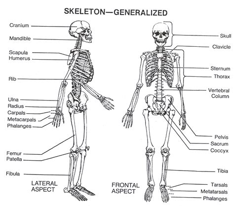 Human Skeletal System Drawing at PaintingValley.com | Explore ...