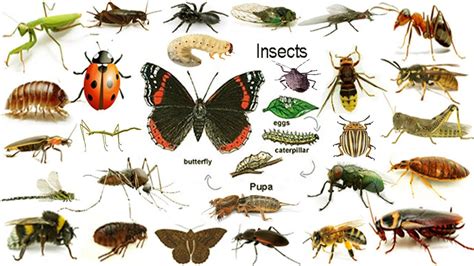 Names Of Insects List Of Insects In English With Pictures Aprender | Images and Photos finder