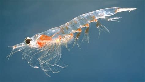 How Do Whales Survive By Eating Krill? » ScienceABC