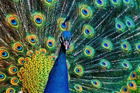 Peacock Feathers Bird Plumage Peacock Free Stock Photo - Public Domain Pictures