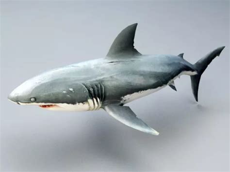 Great White Shark Free 3d Model - .Fbx - Open3dModel 36578