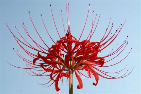 Why the Red Spider Lily is Known as Japan’s Haunting Death Flower