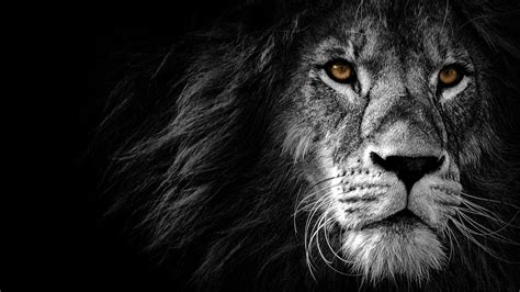 Lion Grey 4k Wallpapers - Wallpaper Cave