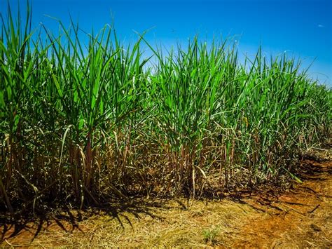 Premium Photo | Sugar cane plantation in brazil.