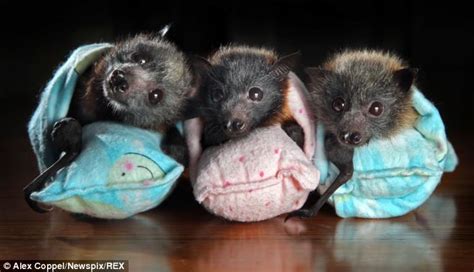 Orphaned baby flying foxes find a new home with their own blankets, bottles and DUMMIES | Daily ...