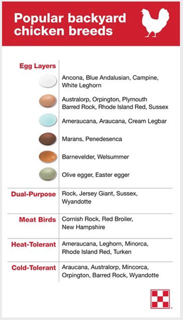 Chickens That Lay Colored Eggs| Purina Animal Nutrition