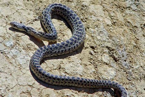 Santa Cruz Island Gopher Snake - Channel Islands National Park (U.S. National Park Service)