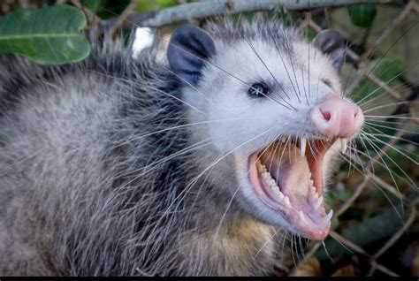 Possum Teeth