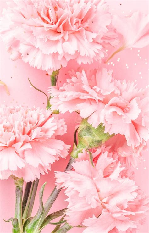 Download Baby Pink Carnation Flowers Wallpaper | Wallpapers.com