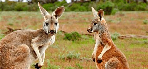 20 Weird & Cute Australian Animals - Green Global Travel