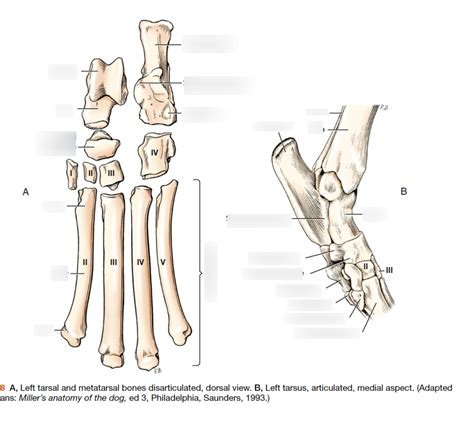 Tarsal bones Diagram | Quizlet