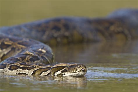 Burmese Pythons Predators