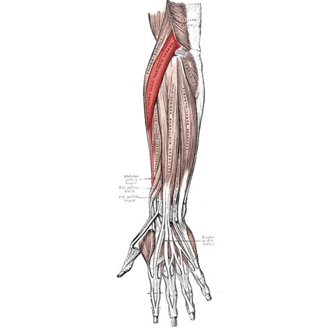 Extensor Carpi Radialis Longus – Centre 4 Health