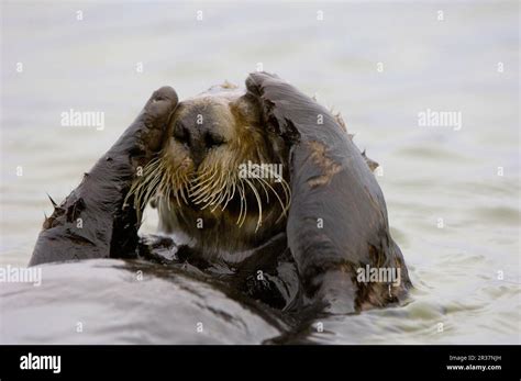 Sea otter (Enhydra lutris), otter, marten, predators, mammals, animals ...